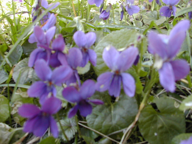 viole nel vento vezzano